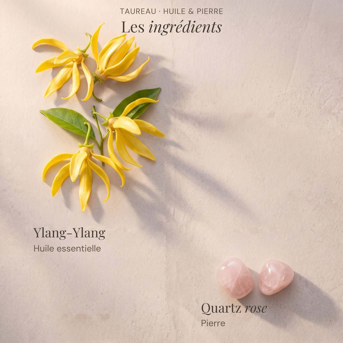Ingrédients du roll-on astrologique Taureau : Ylang-Ylang, Quartz rose.